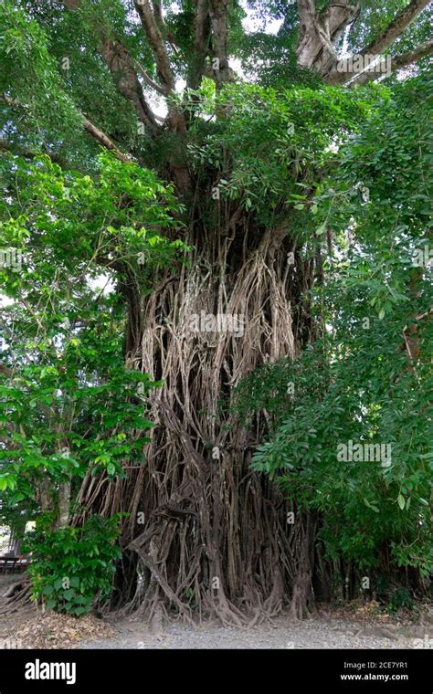 scientific name of balete tree